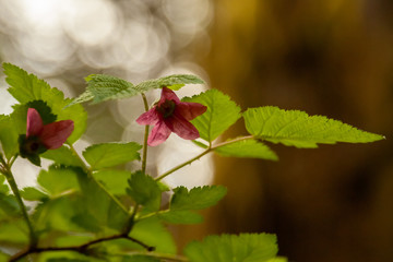 salmon berry blossom close up