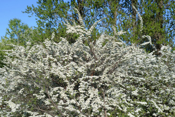 Blooming spirea bush.