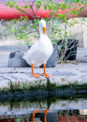 Reflection White swans standing on the bank near the pier of lake 