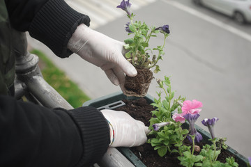 Planting flower garden. Female plants in pot plants forming a beautiful composition flower