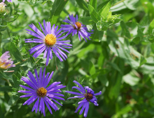 Aster