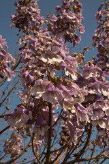Flowering tree branch Jacaranda close up.