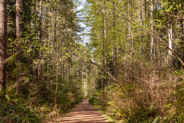 path in the forest with converging lines