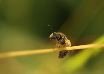 little bee sitting on a long stick, macro