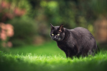 Naklejka na ściany i meble black domestic shorthair cat with ear notch standing on meadow with plants in the background