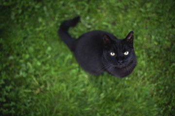 Naklejka na ściany i meble high angle view of a black domestic shorthair cat with ear notch sitting on the lawn looking up begging for treats