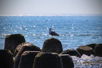 Sylt - The most beautiful island of Germany