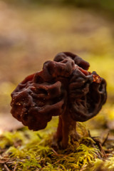 false morel in the forest closeup