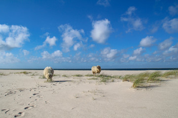 Sylt - The most beautiful island of Germany