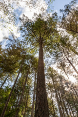 looking up dougles fir tree top canopy