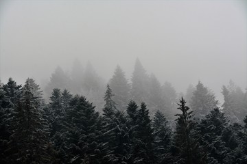 fog over the coniferous forest