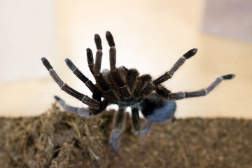 Spider tarantula Phormictopus auratus sitting in a plastic box. At the exhibition of exotic animals, contact zoo. reporting shooting.