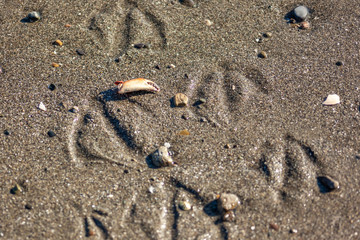 webbed feet seagull tracks in the sand with crab claw
