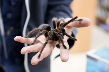 Spider tarantula Phormictopus auratus sitting on a hand. At the exhibition of exotic animals, contact zoo. reporting shooting.