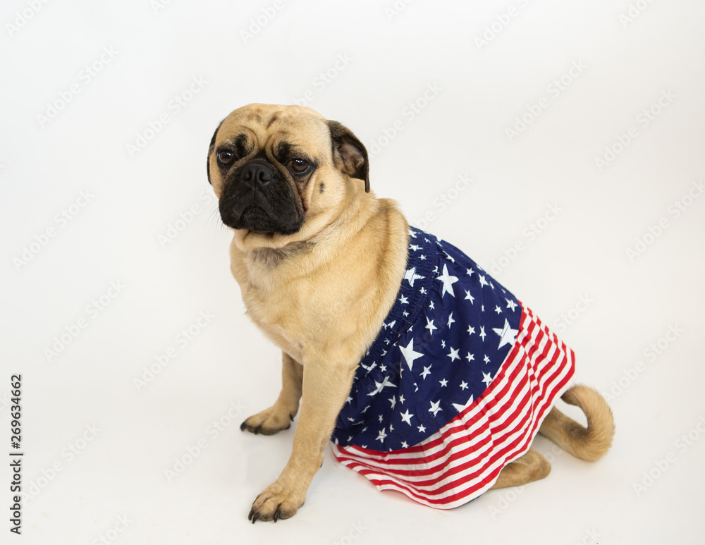 Wall mural cute pug dog wearing american stars & stripes