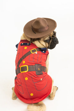 Cute Pug dog wearing a Royal Canadian Mounted Police costume Stock Photo Adobe Stock