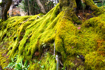 moss on tree