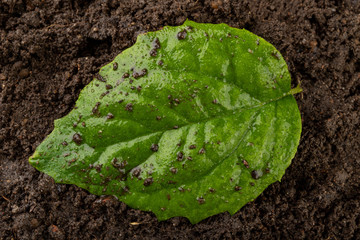 Fresh ripe leaves sprinkled with drops of rain on black soil. Green plants covered with rainwater clouds.