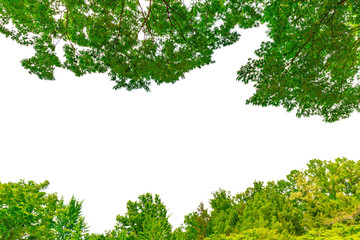 Trees and leaves on white background cut out