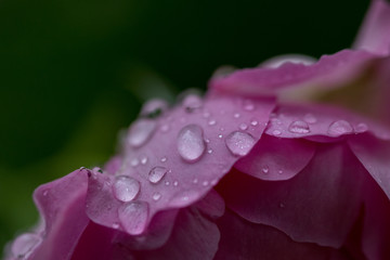 バラの花ビラについた水滴