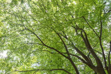 新緑のもみじ　背景素材