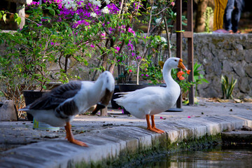White swans standing on the bank near the pier of lake 