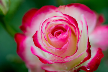 バラの花ビラについた水滴