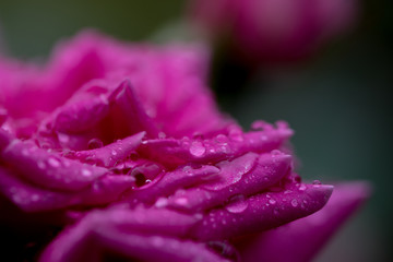 バラの花ビラについた水滴