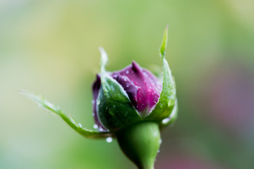 バラの花ビラについた水滴