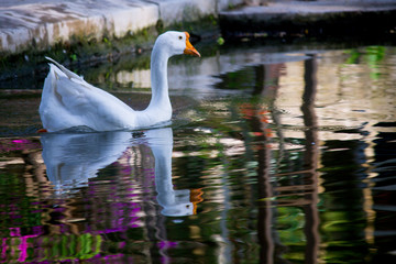 Fototapeta premium graceful white Swan swimming in the lake , swans in the wild 
