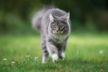 Naklejka na ściany i meble front view of a young blue tabby maine coon cat walking over the lawn looking curiously