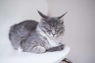 blue tabby maine coon kitten relaxing on white chair in front of white background with eyes closed