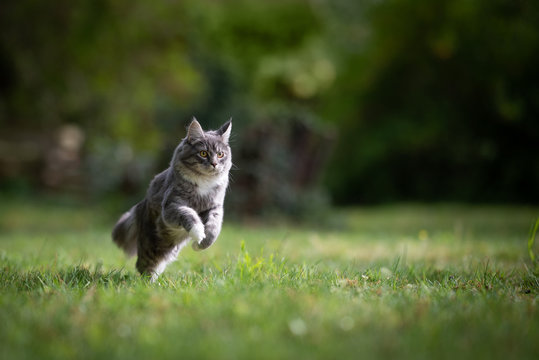 young playful blue tabby maine coon cat running on lawn in the back yard full speed looking straight ahead on a sunny day