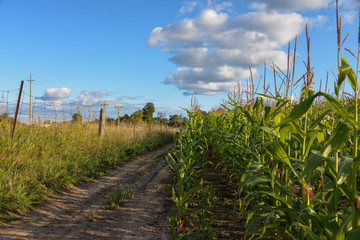 cornfield 