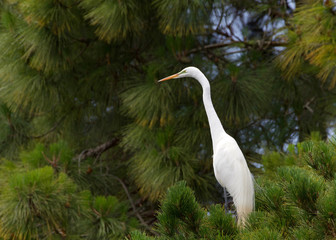 one adult Great Egret, also know as the common egret, perched in a Ponderosa Pine tree looking to viewers left with copy space.