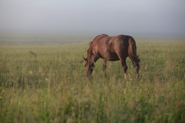 Obraz na płótnie Canvas horse on a meadow