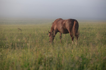 horse on a meadow