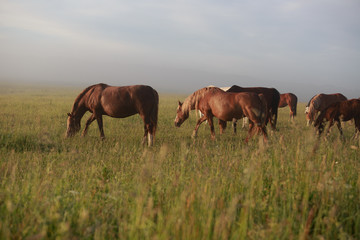 Fototapeta na wymiar horses grazing in field