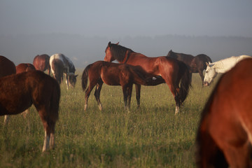 herd of horses on a pasture