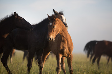 Fototapeta na wymiar herd of horses foals play