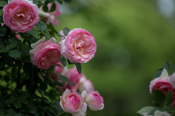 ピンクの薔薇