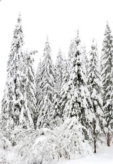 snow covered trees in winter