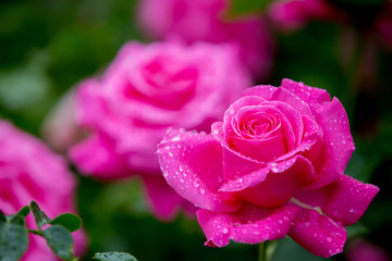 ピンクの薔薇