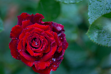 赤い薔薇