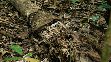 Rotten Tree