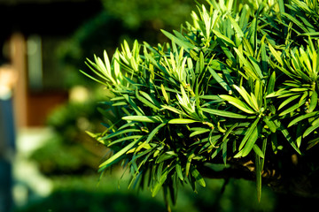 close up green and red leaf with blurred background. concept for natural and freshness