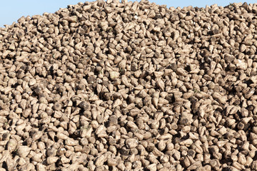 sugar beet harvested