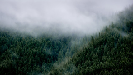 Fog Settling in a Pine Forest