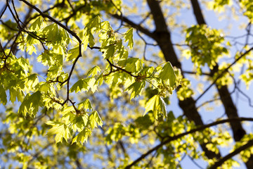spring season