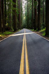 Fototapeta na wymiar Road in the Middle of the California Redwood Forest